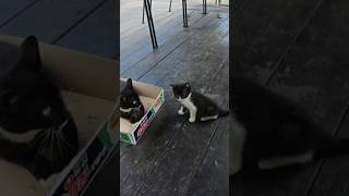 애기고양이 이름 상추 배추 옥수수밭 거름주고 마무리까지 #고양이집사 #고양이 #길냥이