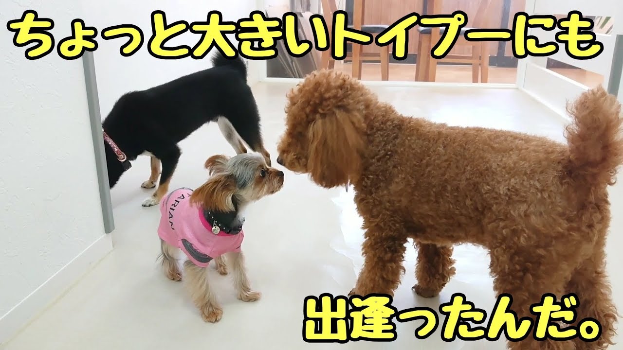 ちょっと大きいトイプードルにも出逢ったんだ。 【ひみつきちなう！②