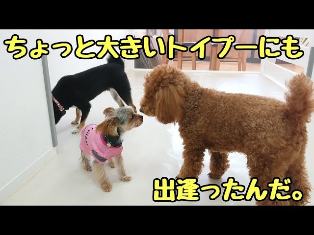 ちょっと大きいトイプードルにも出逢ったんだ。 【ひみつきちなう！②