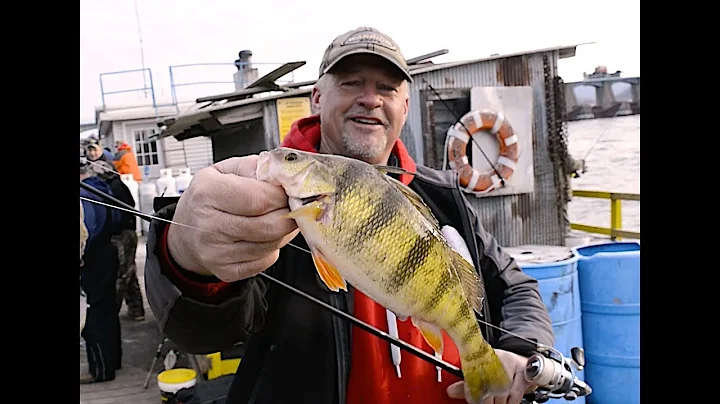 River Fishing Walleyes and GIANT Perch