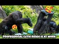 Ringo is collecting compliments with that cute face 😂🥰林戈靠著可愛表情收穫滿滿稱讚#gorilla
