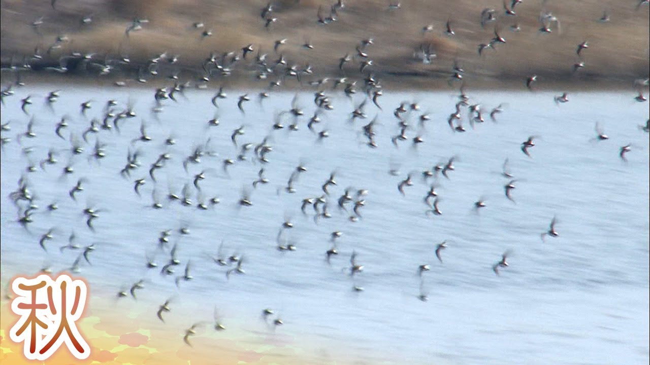 渡り鳥様、専用 秋の鳥たち渡り鳥の交差点をみつめて - YouTube