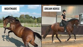 How to Turn Your Nightmare Into a Dreamhorse