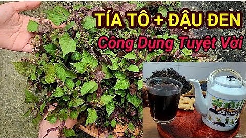 Thức uống Bài thuốc: NƯỚC TÍA TÔ ĐẬU ĐEN GỪNG tiêu phong thấp, Khỏe xương khớp, giảm ho tiêu đờm 