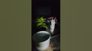 Green Tree Python Toronto #shorts #python #greantreepython