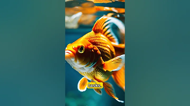 Common Misconception: Goldfish Have A 3-Second Memory