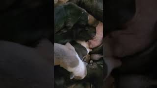 Download Lagu LG Bullies are here !Cake Ass 🥷 MP3