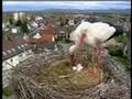 Storks nest in gundelfingen revolving the fragile eggs