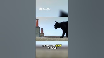 Decoding the Secret Language of Cats on Hanover Street