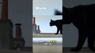 Decoding the Secret Language of Cats on Hanover Street