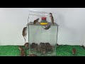 最も安全なネズミ捕りのアイデア / 賢いネズミたちは逃げていきました。