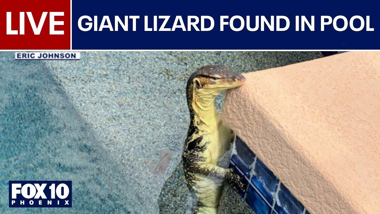 🔴LIVE: Second largest kind of lizard in the world found in