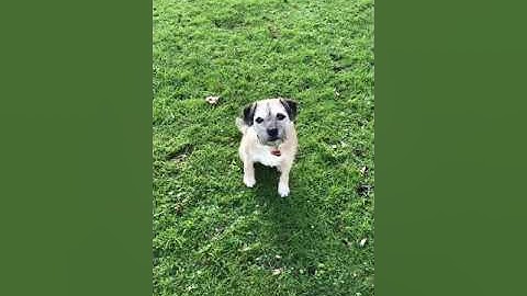 Recallers Game Day Combo Dec19