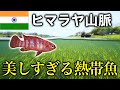 インドで真っ赤な熱帯魚求めて潜りまくった
