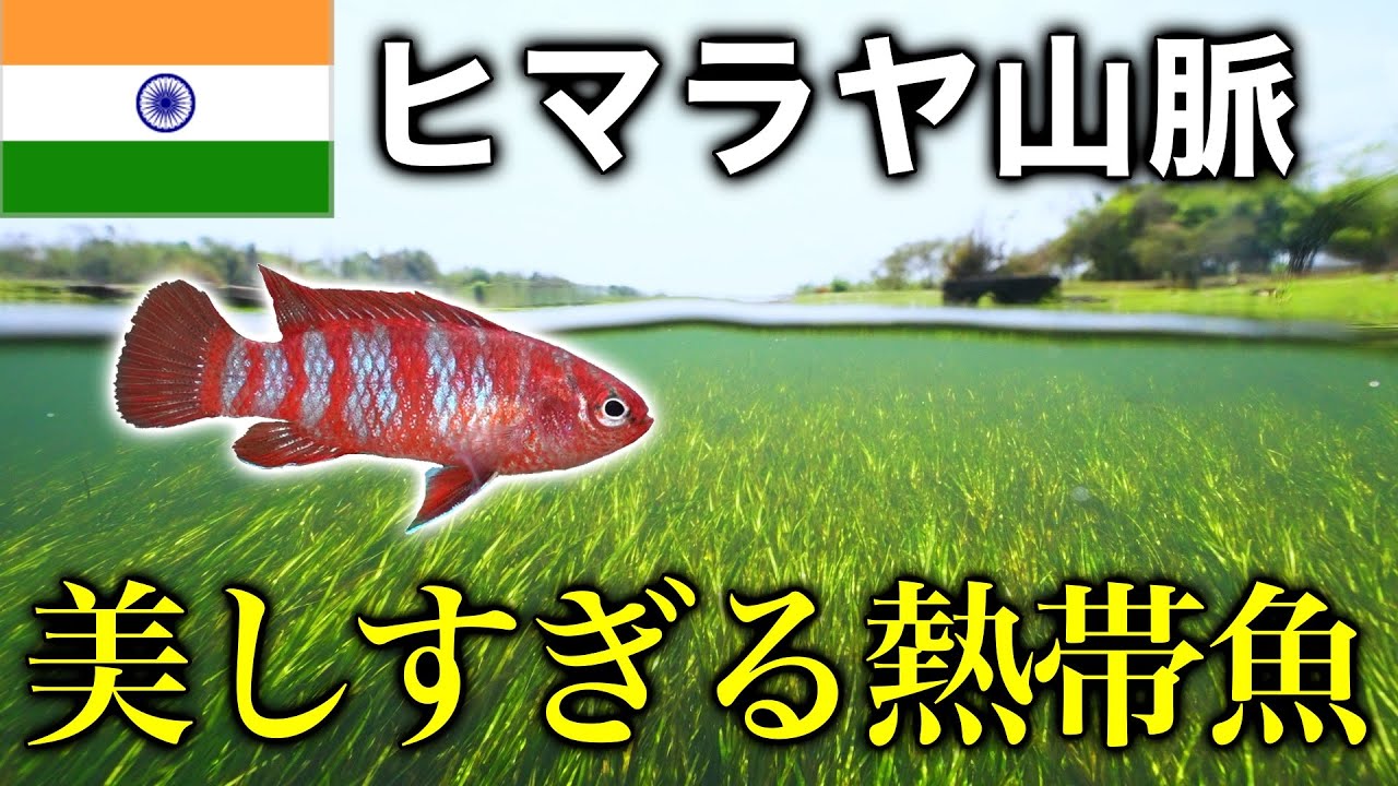 インドで真っ赤な熱帯魚求めて潜りまくった