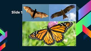Section 7 2 Video Notes   Patterns in Evolution