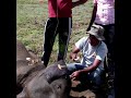 Wounded baby elephant | 負傷した象の赤ちゃん | الفيل الصغير الجريح | Elephant | Wildlife | Animals #shorts