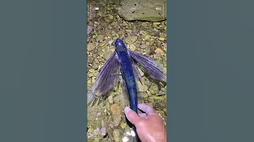 Flying fish with big wings #flyingfish #fishing #cutefish #beautifulfish #shorts #animals