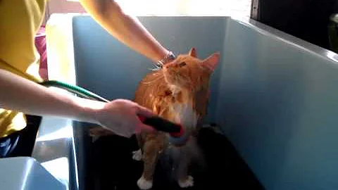 Watch the video about Willy having a bath
