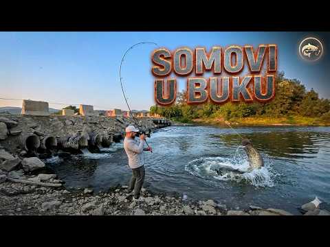 Poslednje pecanje soma na ovom delu Zapadne Morave