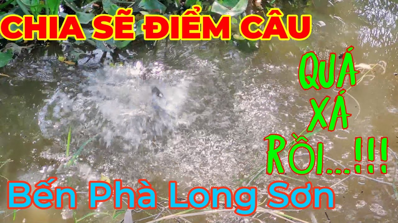 Chia Sẽ Điểm Câu Cá Rô,Trê ( Gần Bến Phà Long Sơn - Chợ Long Cang Mới)