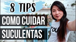 CUIDADOS DE LAS SUCULENTAS-LO QUE DEBES SABER PARA MANTENERLAS