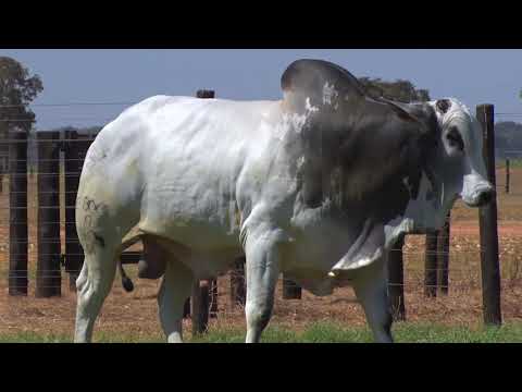 LOTE 93 - 7909 | 42º MEGA LEILÃO ANUAL CARPA TOUROS