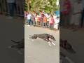 Kolhapur dog race 🚀😱 || kolhapur dog racing / dog race maharashtra || #shorts #arfyads