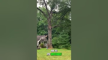 Huge oak tree take down near house #bigtree #chainsawman #arborist #logging #chainsaw
