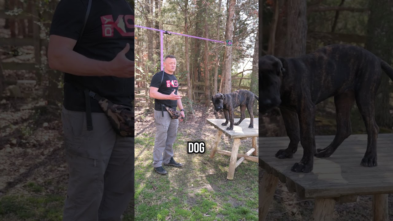 Top 3 Reasons To Own A Presa Canario