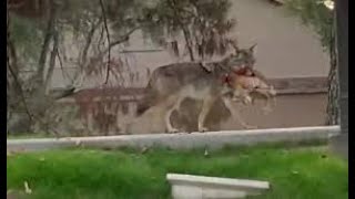 Leopards and coyotes attack dogs and cats caught on camera |  Bonus Footage Dog attacks grizzly bear by LionHub 168,815 views 4 years ago 13 minutes, 16 seconds