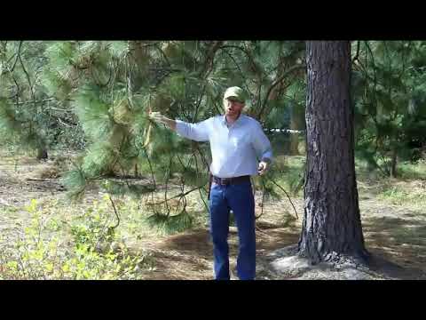 Video: Ponderosa Pine Informatie - Zorgen voor Ponderosa Pine Trees