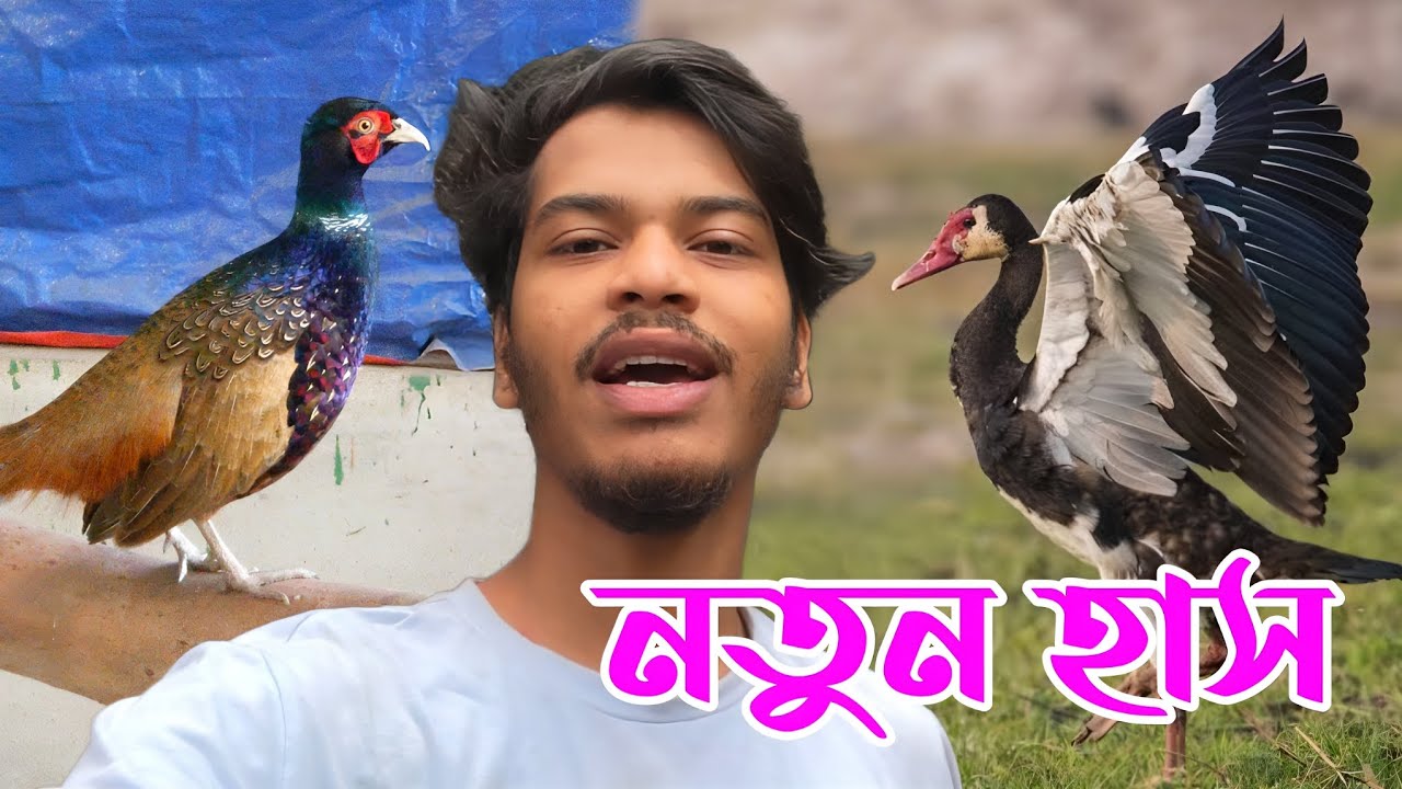 আমাদের নতুন Spur-Winged Goose | Pheasant গুলোকে ঠান্ডার ঔষধ দিয়েছি | Nahid & Pets