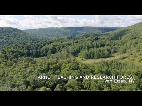 Sugarbush Management - Thinning & Agroforestry at the Arnot Forest