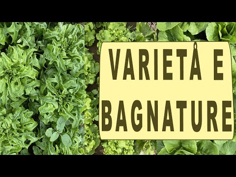 Video: Varietà di lattuga - Scopri i diversi tipi di lattuga