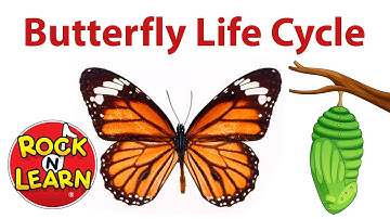 Life Cycle of a Butterfly for Kids