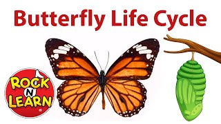 life cycle of a butterfly