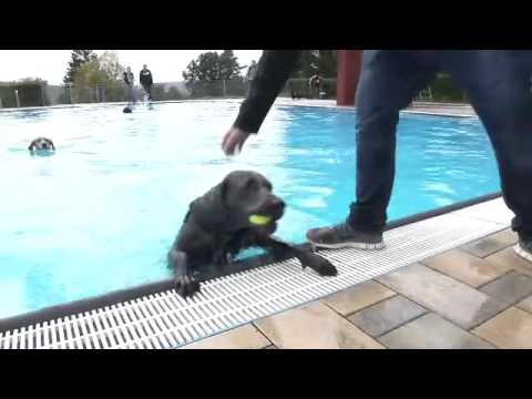 Video: 15 Hunde, die das Poolwetter genießen