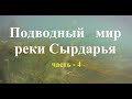 Подводный мир реки Сырдарья.  Часть - 4 .   2021г.