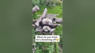 Sleeping panda 🐼♥️