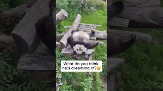Sleeping Panda 🐼♥️