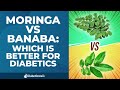 Moringa Vs Banaba Which Is Better For Diabetics 