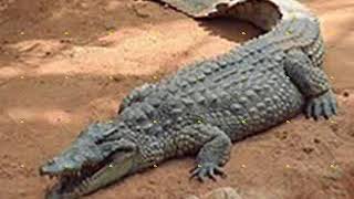 Ternyata Ini Dibalik Arti Mimpi Melihat Buaya Lengkap Berdasarkan Primbon