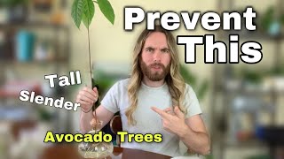 How To Stop Avocado Trees Being So Tall And Skinny
