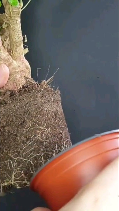 Repotting bonsai tree #bonsai #repotting #bonsaitree #shortsmitmarietta #shorts