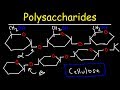 Glycogen, Chitin, and Polysaccharides
