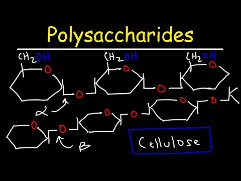 పాలిసాకరైడ్లు - స్టార్చ్, అమైలోస్, అమిలోపెక్టిన్, గ్లైకోజెన్, & సెల్యులోజ్ - కార్బోహైడ్రేట్లు