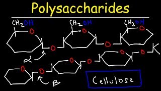 Polysaccharides  Starch, Amylose, Amylopectin, Glycogen, & Cellulose  Carbohydrates