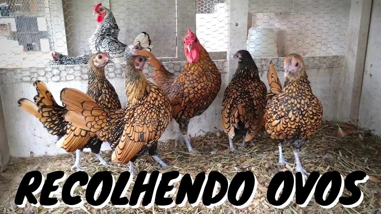 Recolher ovos de galinhas em COQUINHOS