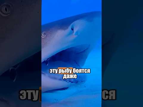 Эту рыбу боялись даже акулы 🦈😱 #милыеживотные #животные